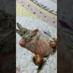 Sandra’s “Cute Animals” quilt - Longarm quilted by Maynard Longarm Quilting